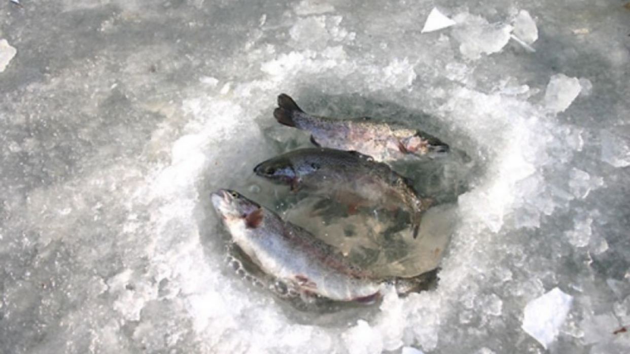 北漢江大成里鱒魚慶典