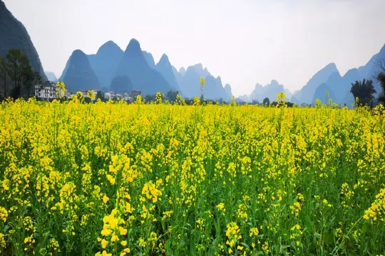 漫步遇龍河賞油菜花