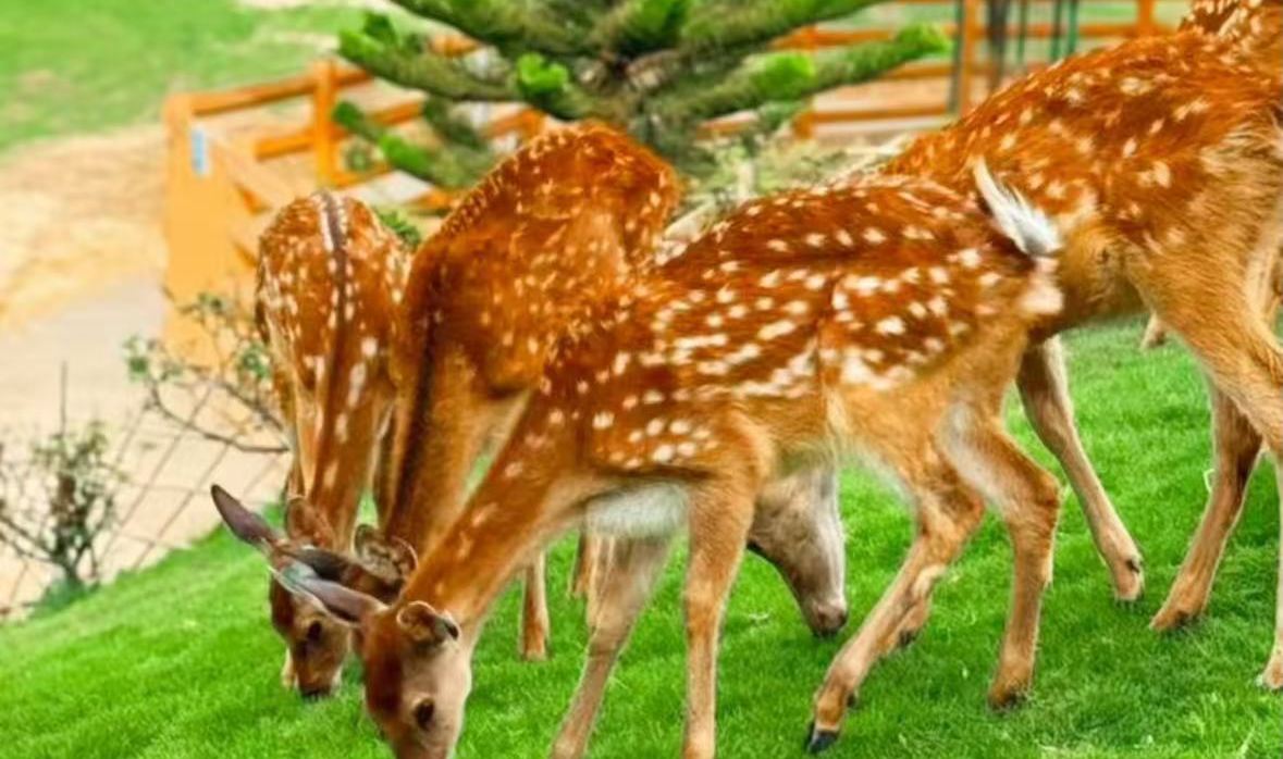 高明盈香心動園