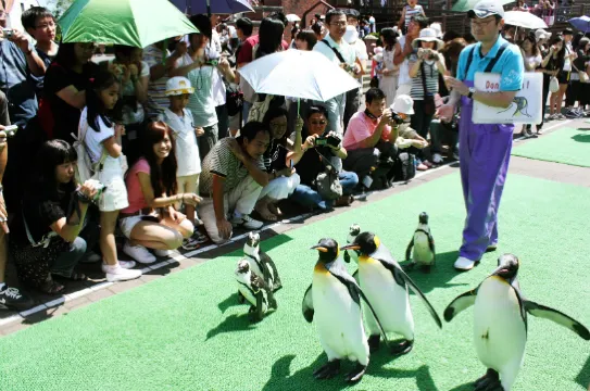 登別企鵝巡遊