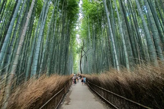 嵐山竹林