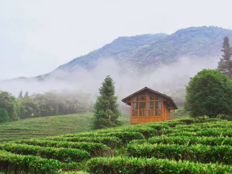 姑婆山國家森林公園