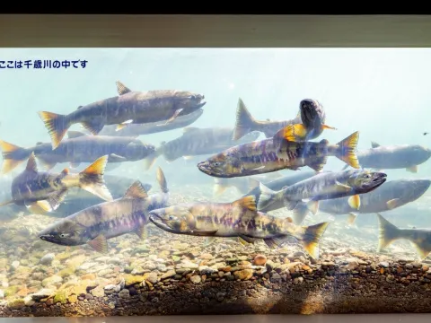 千歲水族館