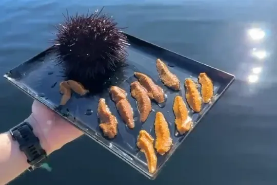 塔斯曼尼亞海鮮遊船