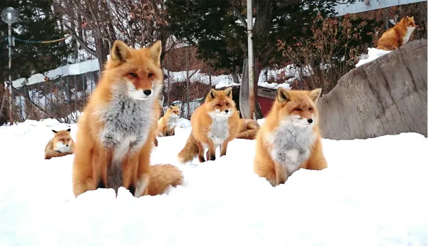 北見狐狸村