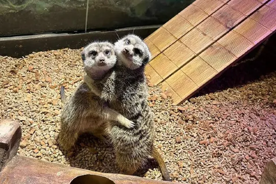 Zoolung Zoolung室內動物園