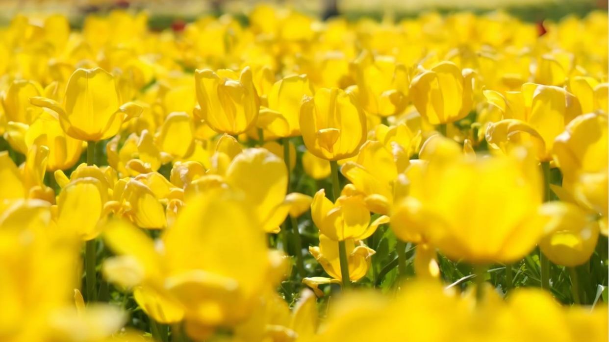 3月15日-5月10日出發團隊遊覽蕪湖六郎濕地花海