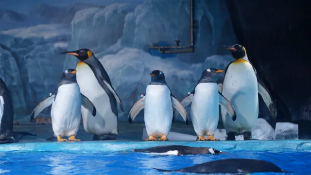 小梅沙海洋世界