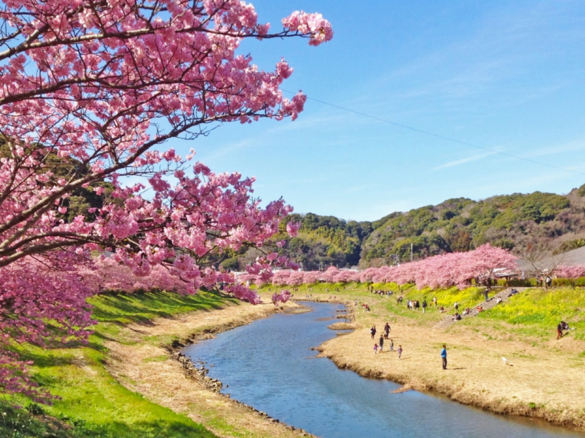 河津櫻花祭
