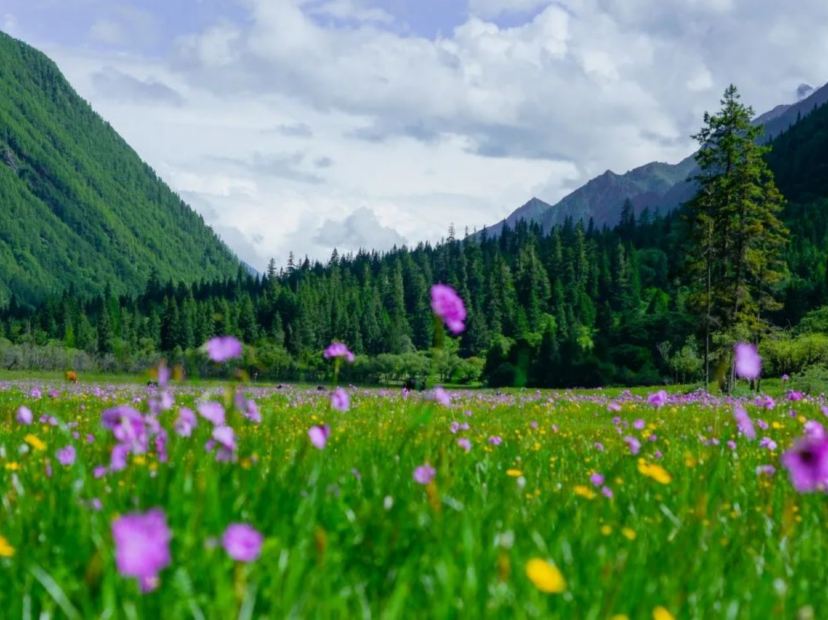 四姑娘山~高山杜鵑