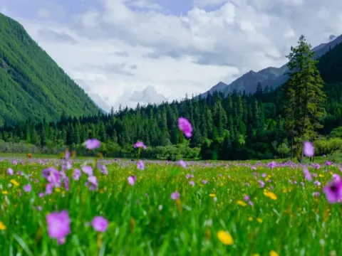 四姑娘山~高山杜鵑