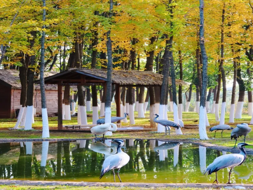 艾溪湖濕地公園觀候鳥及賞銀杏