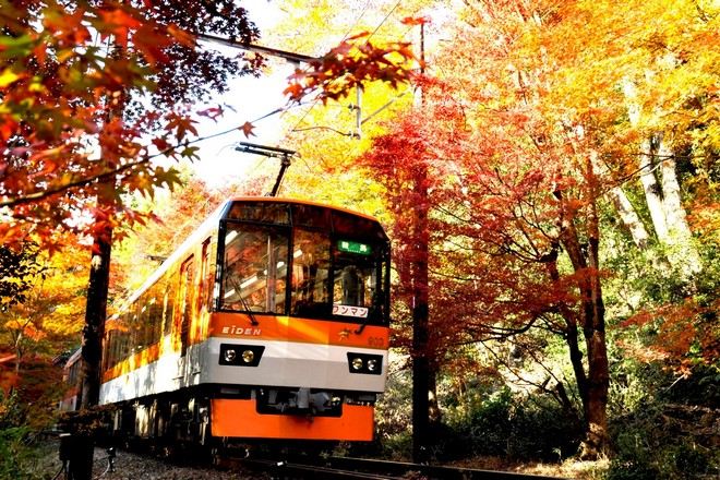 乘坐叡山紅葉列車