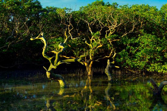 紅樹林生態旅遊景區