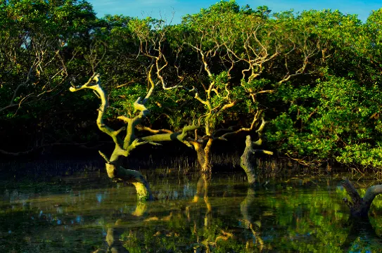 紅樹林生態旅遊景區