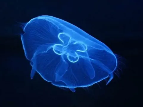 Aquaria KLCC水族館