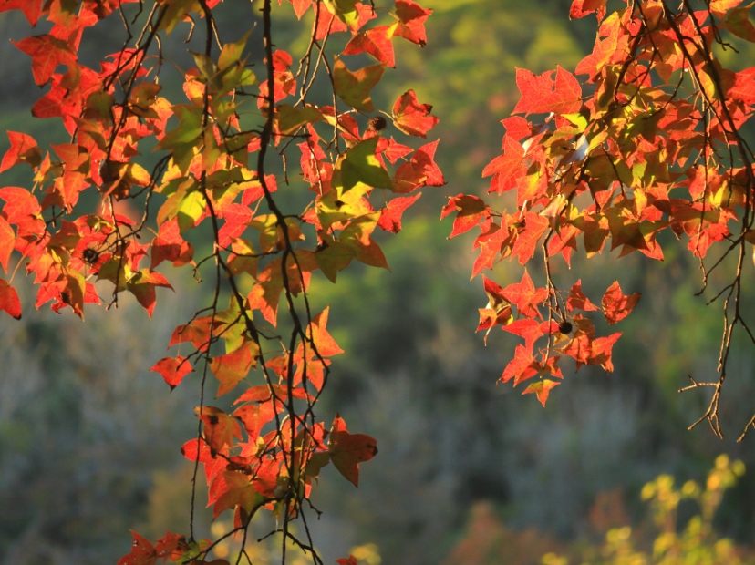 圭峰山國家森林公園