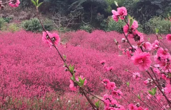 白水帶風景區~桃花林