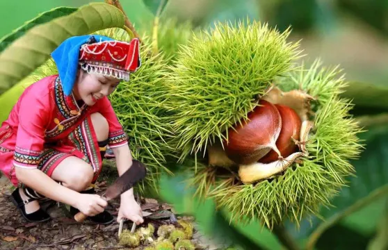 黃龍巖畬族風情旅遊區 