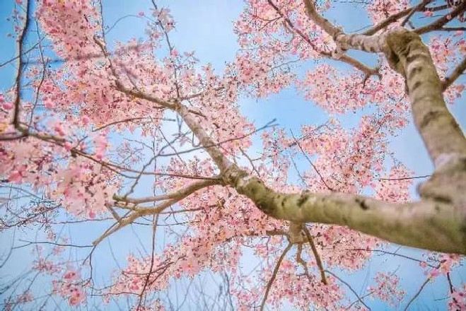 瓊海大順農場賞櫻花