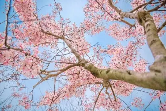 瓊海大順農場賞櫻花