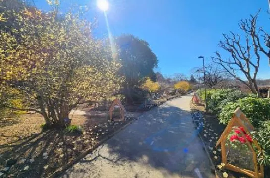 足利花卉公園冬天