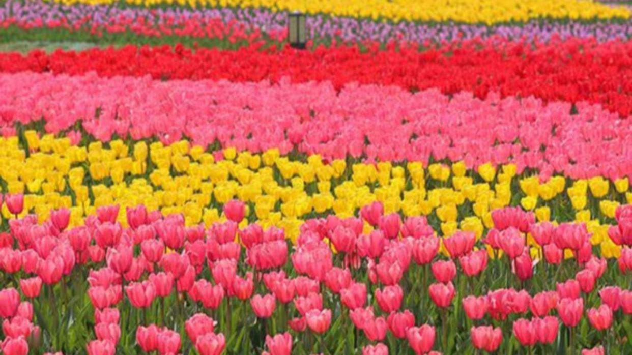 3月15日-5月10日出發團隊遊覽蕪湖六郎濕地花海