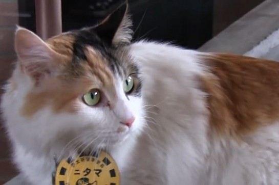 和歌山電鐵貓站長Nitama