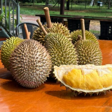 【4鑽】吉隆坡+馬六甲+雲頂《悉心安排馬六甲榴槤園任食各種名貴榴槤及時令水果》悠閒5天團