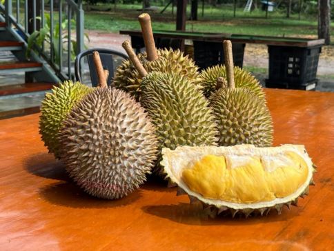 【4鑽】吉隆坡+馬六甲+雲頂《悉心安排馬六甲榴槤園任食各種名貴榴槤及時令水果》悠閒5天團