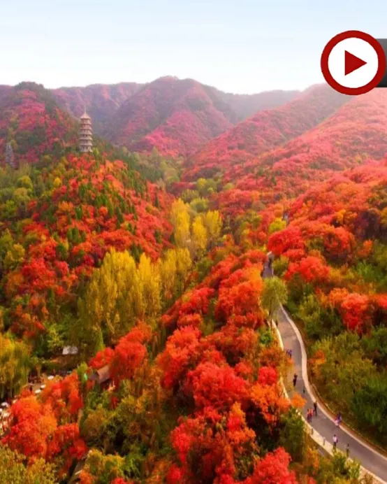 《季節限定》【國泰航空】🍁 秋韻齊魯~山東紅葉賞秋🍁5天升純團 青島(八大關🍁、啤酒博物館)、淄博(紅葉柿岩景區🍁)、泰安(五嶽之首~泰山)、濟南(紅葉谷生態文化旅遊區🍁)