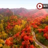 《季節限定》【國泰航空】🍁 秋韻齊魯~山東紅葉賞秋🍁5天升純團  青島(八大關🍁、啤酒博物館)、淄博(紅葉柿岩景區🍁)、泰安(五嶽之首~泰山)、濟南(紅葉谷生態文化旅遊區🍁)
