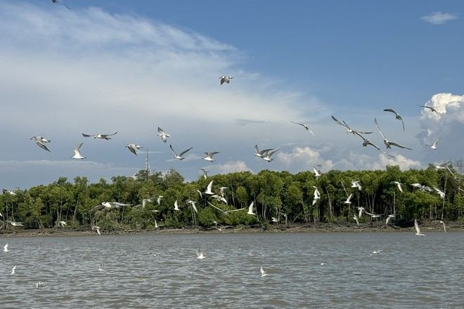 瓜拉雪蘭莪(乘船觀賞候鳥群、紅樹林、天鵝島)
