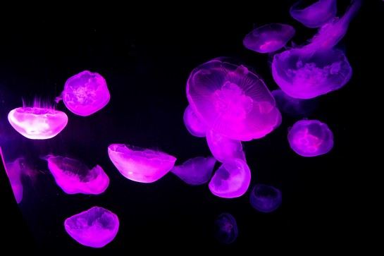 樂天世界水族館