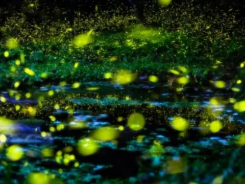 螢火蟲夢幻之旅