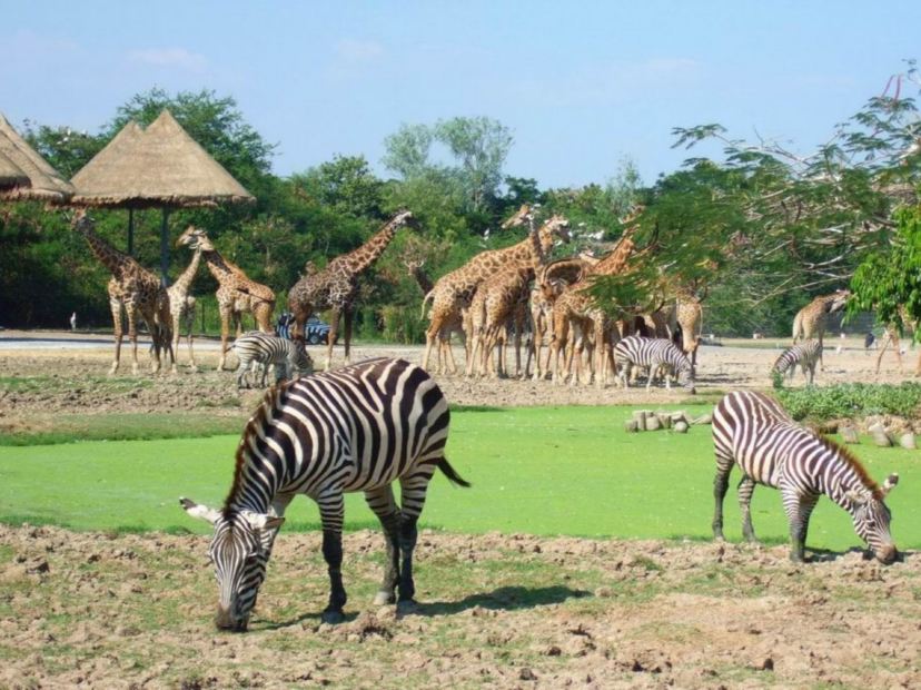 亞洲最大野生動物園 Safari World