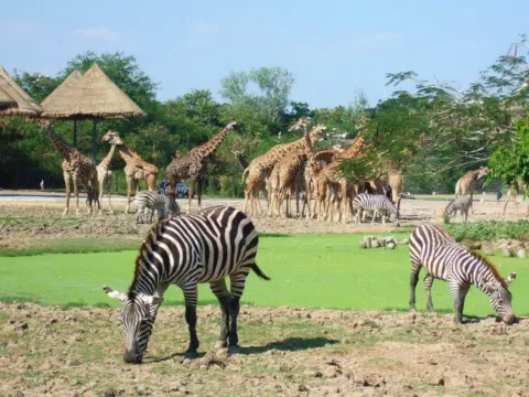 亞洲最大野生動物園 Safari World