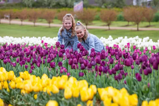 墨爾本鬱金香節