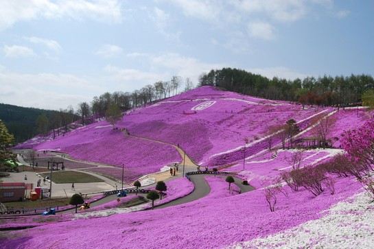 東藻琴公園芝櫻
