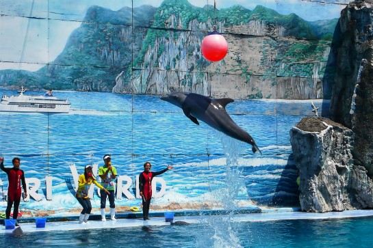 野生動物園海豚表演 dolphin show safariworld