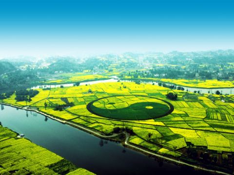 潼南崇龕油菜花