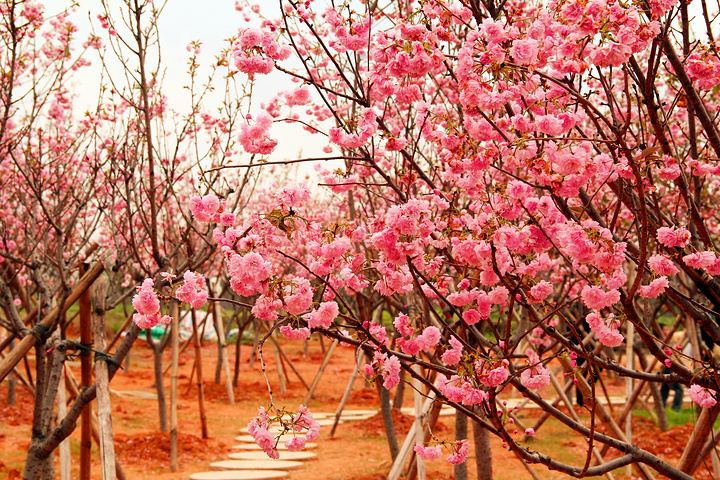 天適櫻花悠樂園