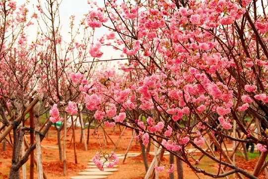 天適櫻花悠樂園