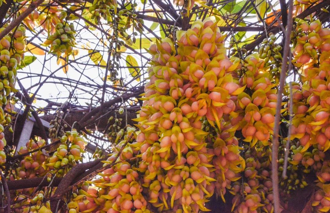 清遠禾雀花基地