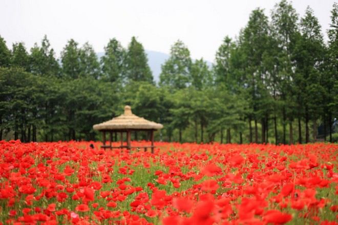 仁川大公園 賞楊貴妃