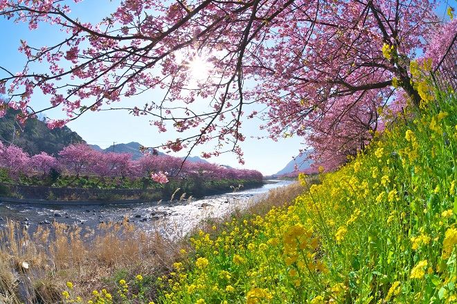 河津櫻
