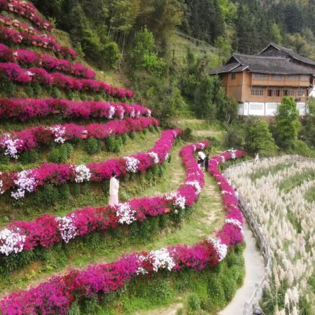 花香梯田‧春漫桂林 雙梯田春日賞花4天純玩高鐵團  虞山公園賞花+下午茶、龍脊梯田、布尼花海梯田加烏瀑布、靈川海洋天桃、東漓古村、七星公園、豪華船遊覽一江四湖