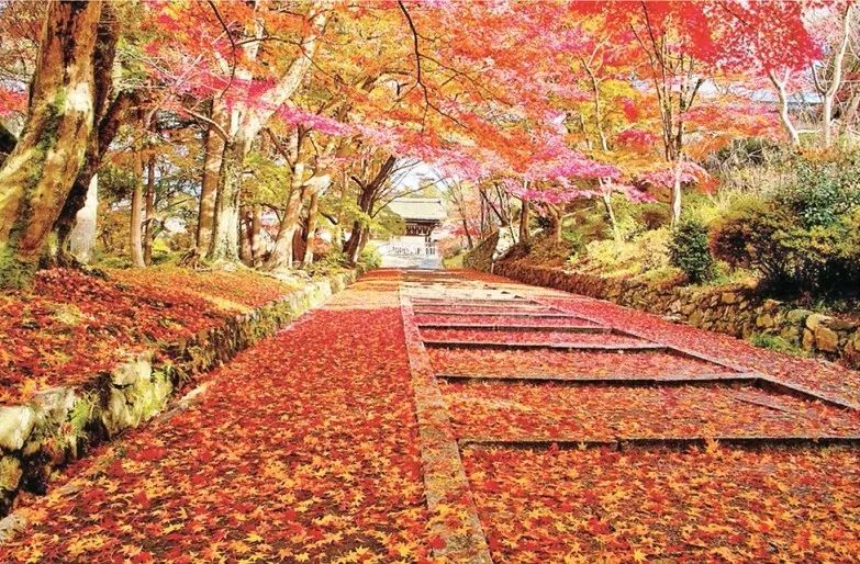 田野綠世界楓葉