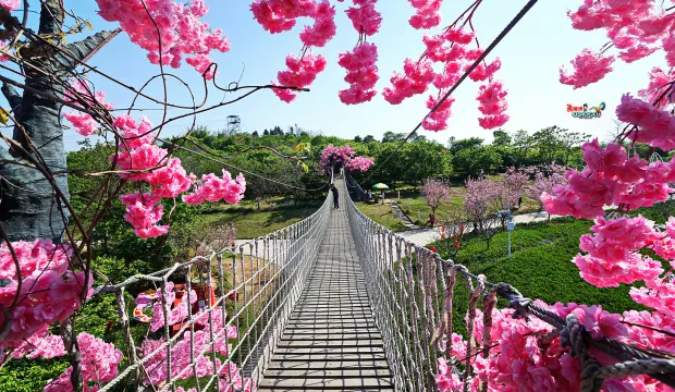 天適櫻花悠樂園