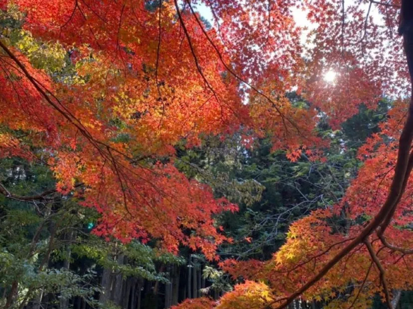 舟志紅葉街道